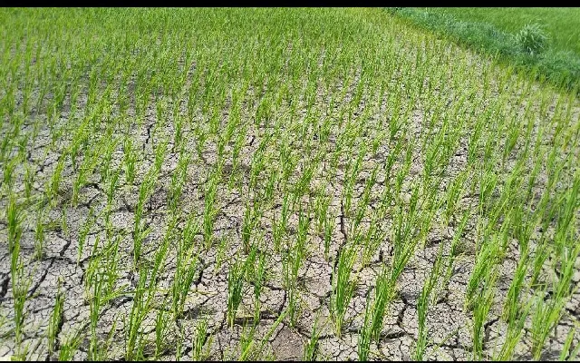 Farmers Struggle with Power Supply Issues Along River Banks in Belagavi - News Karnataka