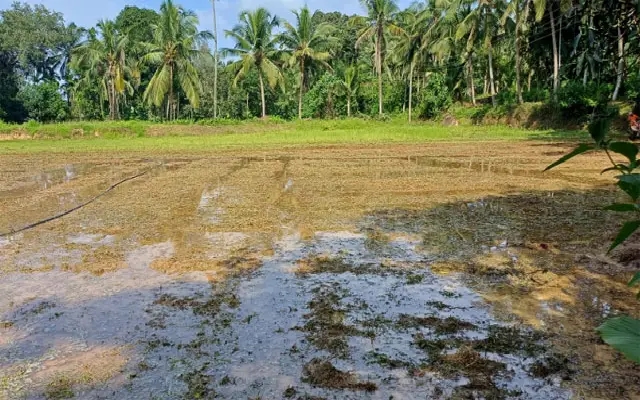 Farmers in Coastal Districts Burdened by Rising Seed Prices - News Karnataka