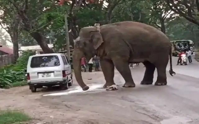 Forest Department Proposes Additional Elephant Underpasses on Highway - News Karnataka