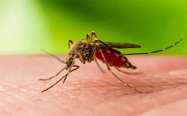 Health Department of Dakshina Kannada on High Alert for West Nile Fever - News Karnataka