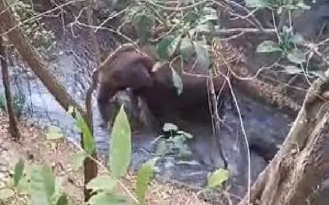 Rescue of Baby Elephant by Tamil Nadu Forest Officials Goes Viral - News Karnataka