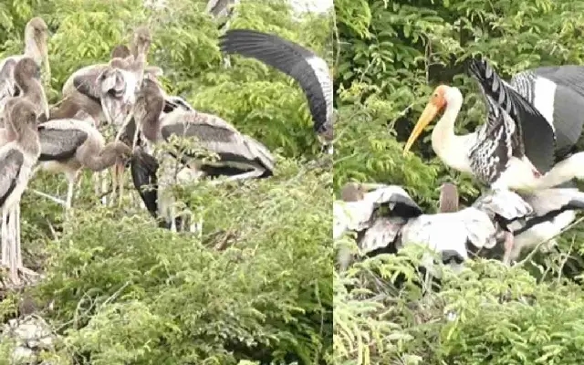 Drought, Lack of Food Keep Storks Away from Kokkare Bellur Bird Sanctuary - News Karnataka