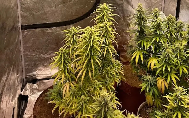 Major Ganja Cultivation and Sale Operation Busted in Kurnool - News Karnataka