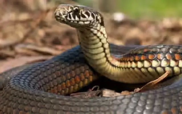 Man Brings Snake to Hospital for Accurate Treatment in Belagavi - News Karnataka
