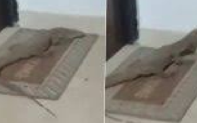 Monitor Lizard Found in Lucknow Apartment Sparks Panic - News Karnataka