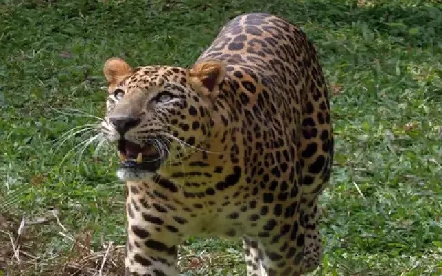 Mysuru Residents on Edge Amid Big Cat Sightings - News Karnataka