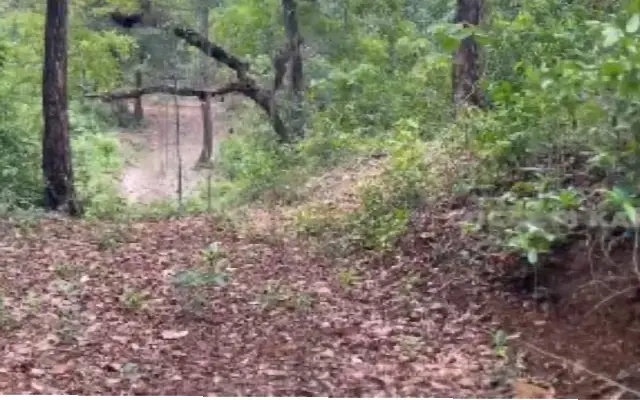 Solar Fencing: A Novel Solution to Mitigate Human-Elephant Conflict - News Karnataka