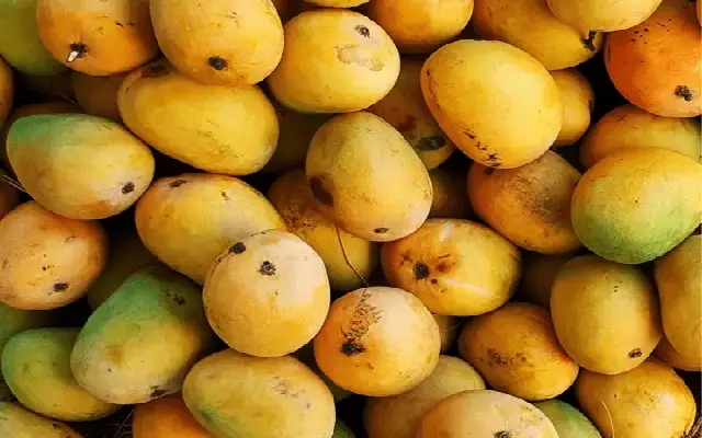 Dharwad's Alphonso Mangoes: A Growing Global Delight - News Karnataka