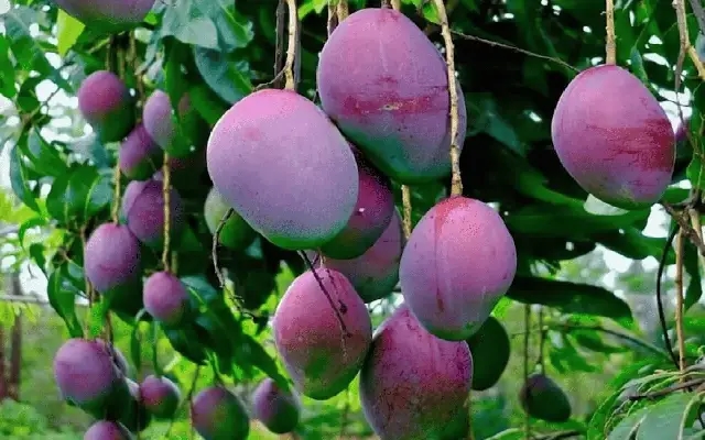 Miyazaki Mango: A Luxurious Delicacy from Dharwad - News Karnataka