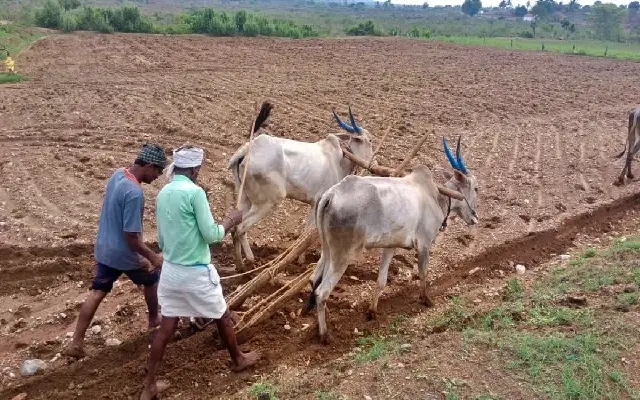 Revival of Agricultural Activity Following Recent Rains - News Karnataka