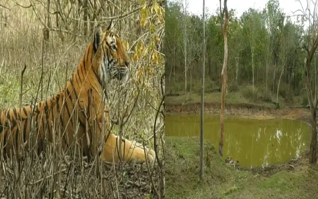 Bandipur Tiger Reserve Rejuvenates After Year-long Drought - News Karnataka