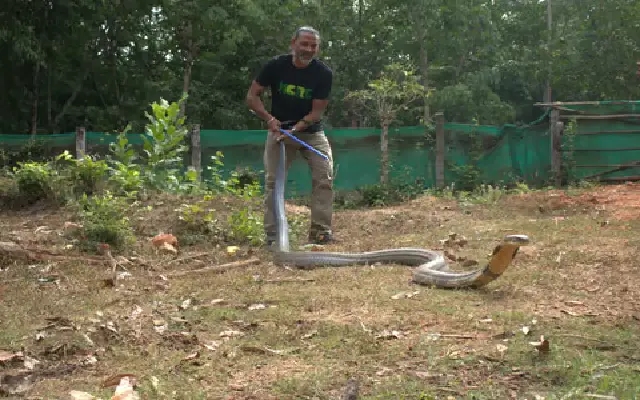 Herpetologist P. Gowri Shankar Encounters Giant King Cobra - News Karnataka