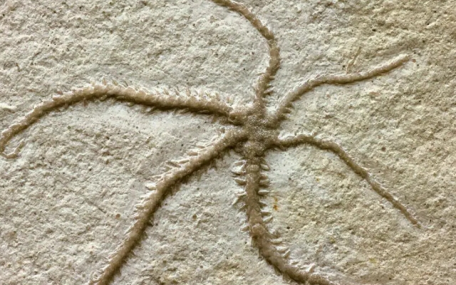 Scientists Discover 155-Million-Year-Old Self-Cloning Starfish - News Karnataka