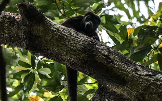 Extreme Heat in Mexico Causes Howler Monkeys to Drop Dead - News Karnataka