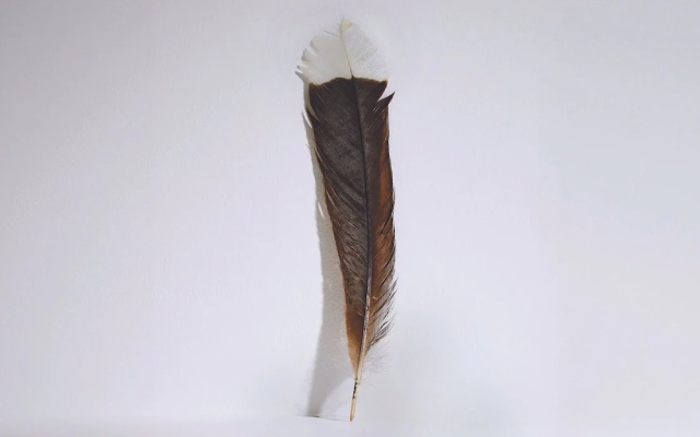 New Zealand's Extinct Huia Bird Feather Auctioned for ₹23 Lakh - News Karnataka