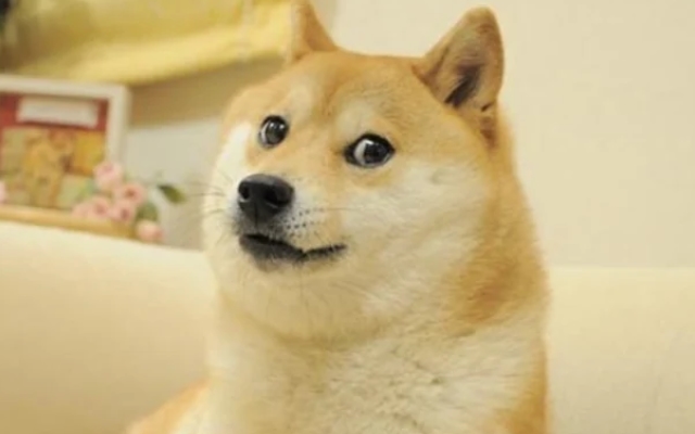 Kabosu, Beloved Shiba Inu Behind Dogecoin Meme, Dies at 17 - News Karnataka