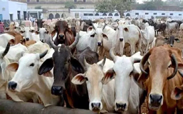 Significant Decline in Cattle Population in Dakshina Kannada - News Karnataka