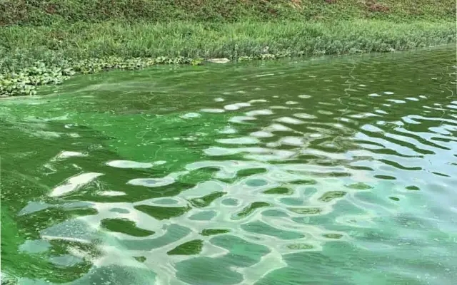 Study Reveals Impact of Invasive Species on Bengaluru Lakes - News Karnataka