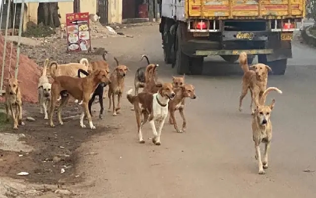 Surge in Stray Dog Attacks: Belagavi District Faces Crisis - News Karnataka