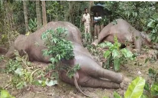 Tragic Discovery: Two Male Elephants Found Dead in Kodagu - News Karnataka