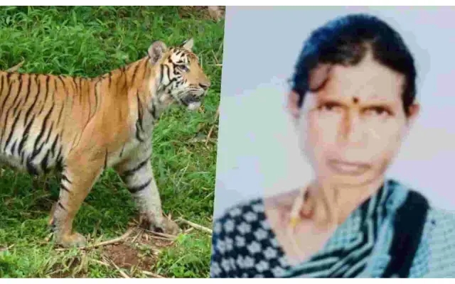 Woman Suspected to Have Been Mauled to Death by Tiger in HD Kote Taluk - News Karnataka