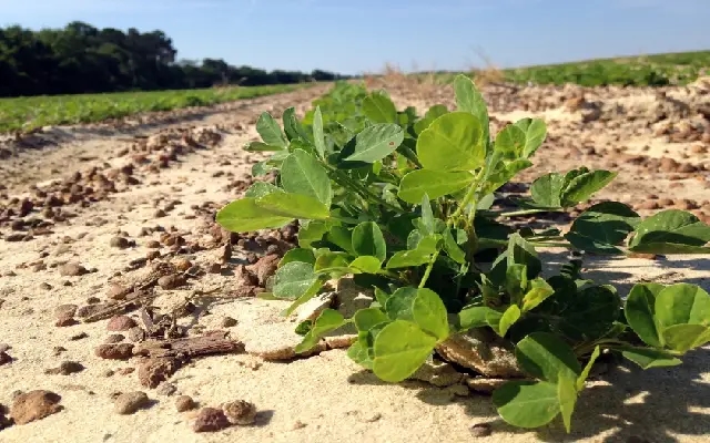 Farmers' Groundnut Plants Burnt Due to Herbicide Spray in Basavapatna - News Karnataka
