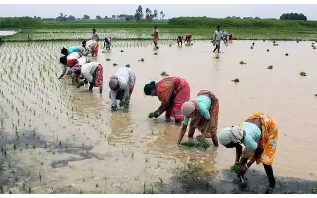 Agricultural Labour Shortage Hampers Udupi District Farmers - News Karnataka
