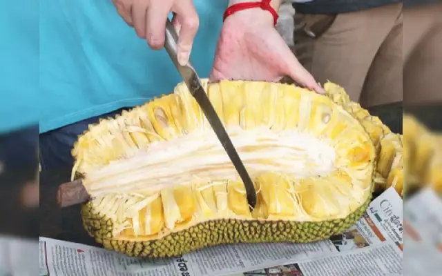 Alva Samruddhi 2024: Celebration of Jackfruit, Agriculture, and Handicrafts - News Karnataka