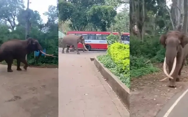 People Panic After Elephant Roam Freely in BR Hills - News Karnataka