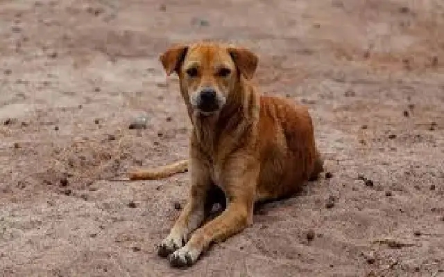 Botched Sterilisation Operation Leads to Stray Dog's Death in Bengaluru - News Karnataka