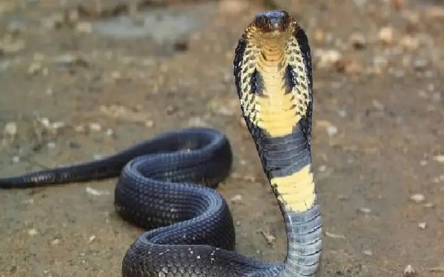 King cobra lurking under child’s toy car sparks midnight scare in Kannur home - News Karnataka
