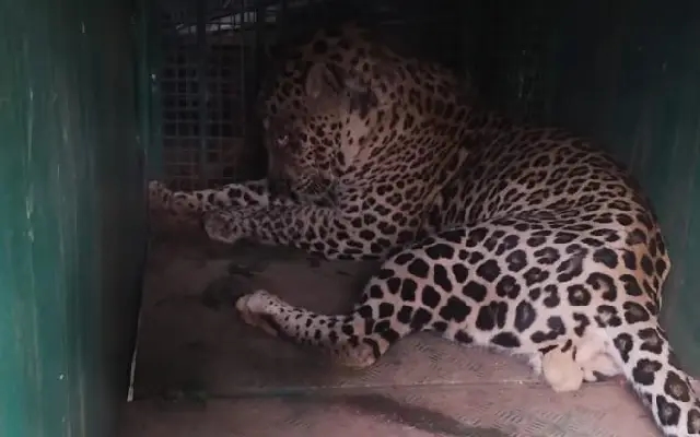 Youth Attacked by Leopard While Taking Selfie With the Captured Animal - News Karnataka