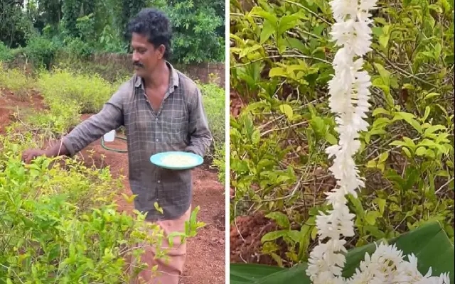 Challenges and Solutions in Jasmine Farming in Udupi Region - News Karnataka