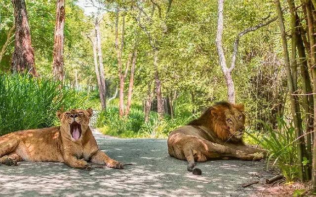 Conservation Challenges and Efforts in Bannerghatta National Park - News Karnataka