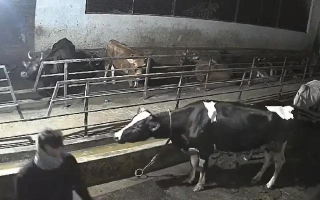 Udupi Police Arrest Two for Attempted Cow Theft - News Karnataka
