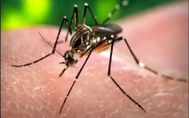 Dengue Alert in Mangaluru and DK as Cases Surge - News Karnataka