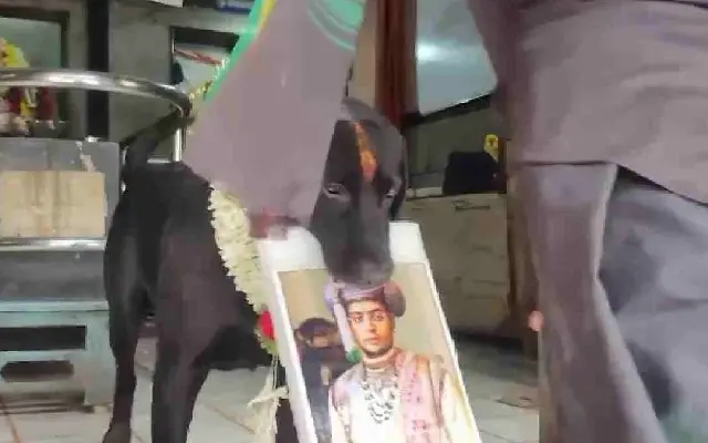 Dog Predicts Lok Sabha Election Results: Modi and Yaduveer as Winners - News Karnataka
