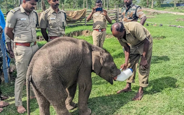 Baby Elephant Rejected By Mother Finds Home With Forest Officials - News Karnataka