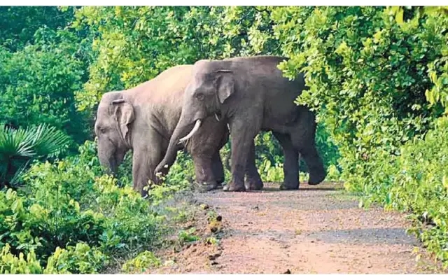 Elephants Separated from Herd Roaming in Puttur and Sullia Taluks - News Karnataka