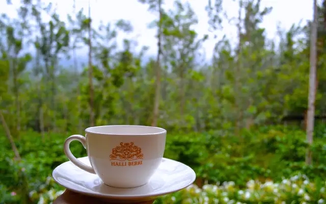 Sustainability and Hybrid Technology in Chikkamagaluru Coffee Culture - News Karnataka