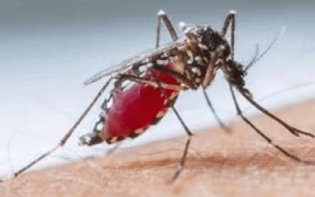 Bengaluru Records First Dengue Death of 2024 Amid Rising Cases - News Karnataka