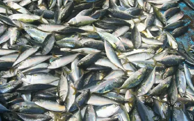 Fish Supply Challenges During Monsoon Season in Coastal Karnataka - News Karnataka