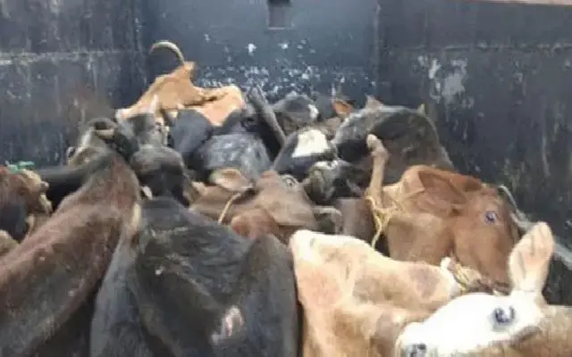 Illegal Cattle Transport Foiled by Byndoor Police - News Karnataka