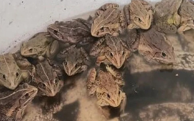 Illegal Transport of Indian Bullfrogs Seized in Karwar - News Karnataka