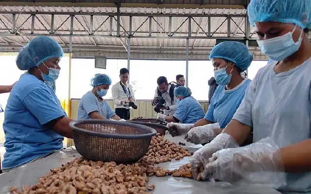 KCDC Chairperson Advocates for Increased Local Cashew Production - News Karnataka