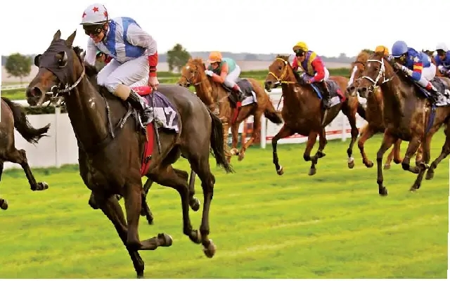 High Court Interim Order Revives Horse Racing at Bangalore Turf Club - News Karnataka