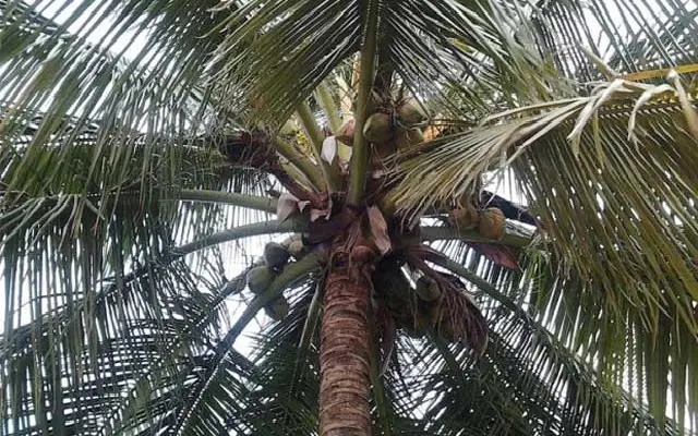 Labourer Dies After Fall While Plucking Coconuts in Belthangady Taluk - News Karnataka