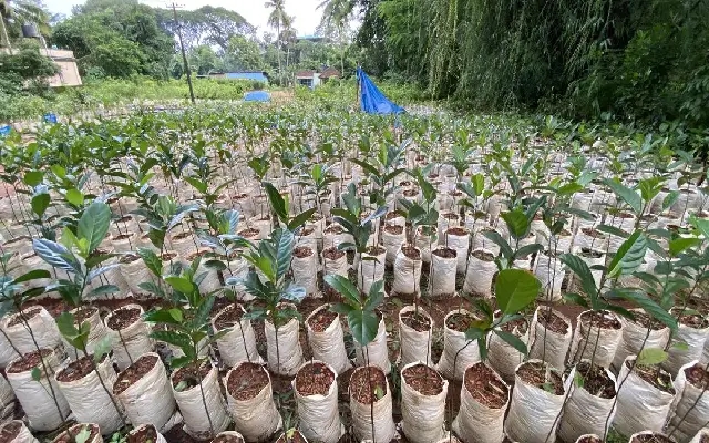 Mangaluru City Corporation Launches ‘Hasire Usiru' Plantation Drive - News Karnataka