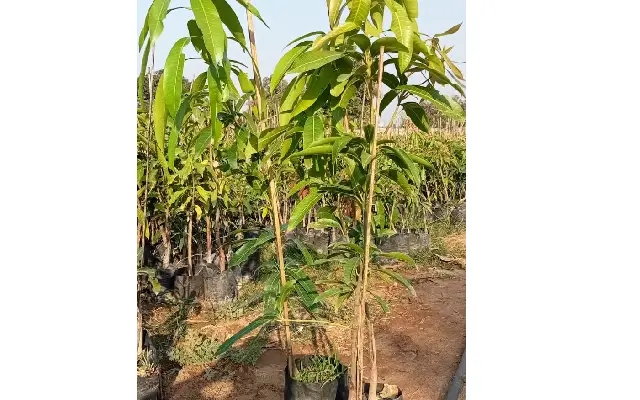Bidar District Students to Plant Mango Saplings for World Environment Day - News Karnataka