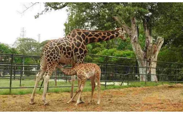 Mysuru Zoo to Gain International Recognition with New Developments - News Karnataka